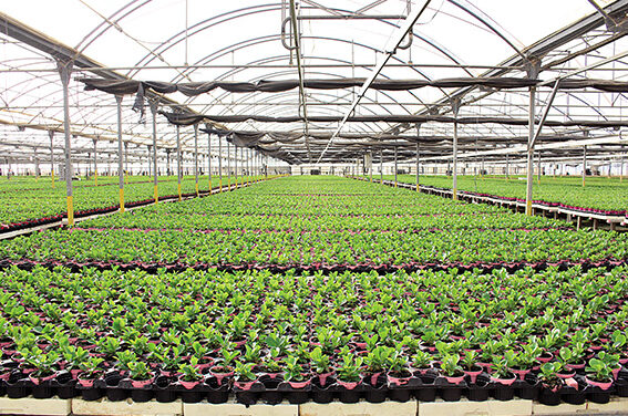 International Symposium GreenSys 2025:  Advance technologies and management for sustainable greenhouse systems