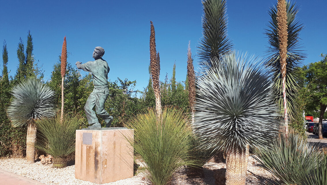 Viveros Canós: Dasylirion spp.