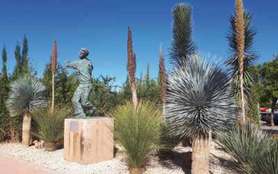 Viveros Canós: Dasylirion spp.