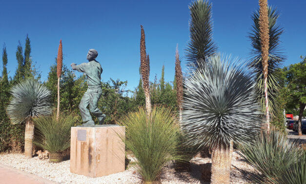 Viveros Canós: Dasylirion spp.