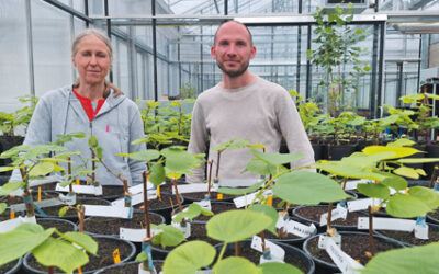 The Heritage Trees Project, led by the Province of East Flanders (Belgium) conserves ancient trees